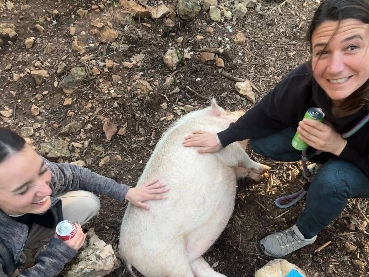 « C’est désolant ! » : solidarité dans le Var pour sauver un élevage de chiens, de chats et de cochons laissé à l’abandon
➡️ l.leparisien.fr/Pgbg