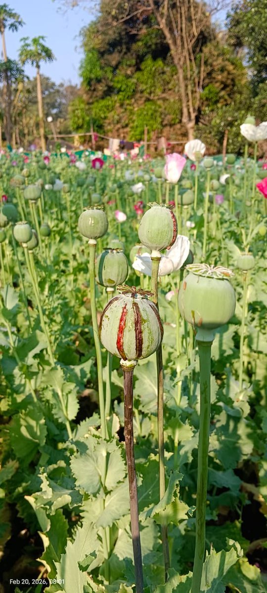 SambitRout18's tweet image. କଟକ ଜିଲ୍ଲା ଅବକାରୀ ବିଭାଗ, ନରସିଂହପୁର ତହସିଲଦାର ଏବଂ ଅଲରା ରାଜସ୍ବ ନିରୀକ୍ଷକ ଙ୍କୁ ନେଇ ଗଠିତ 40 ଜାଣିଆ ସ୍ୱତନ୍ତ୍ର ଟିମ ନରସିଂହପୁର ଅନ୍ତର୍ଗତ ଜୟଦାମଦରପୁର ମୁଣ୍ଡାସାହି ଠାରେ ଚଢ଼ାଉ କରି 1ଏକର ଜଗରରୁ 43,750 ଗୋଟି ଅଫିମ ଗଛ ଜବତକରାଯାଇଭି 6ଜଣ ଗିରଫ। ଜବତ ଅଫିମ ଗଛ ର ଆନୁମାନିକ ମୂଲ୍ୟ 21,87,50,000
#Opium #ExciseRaid