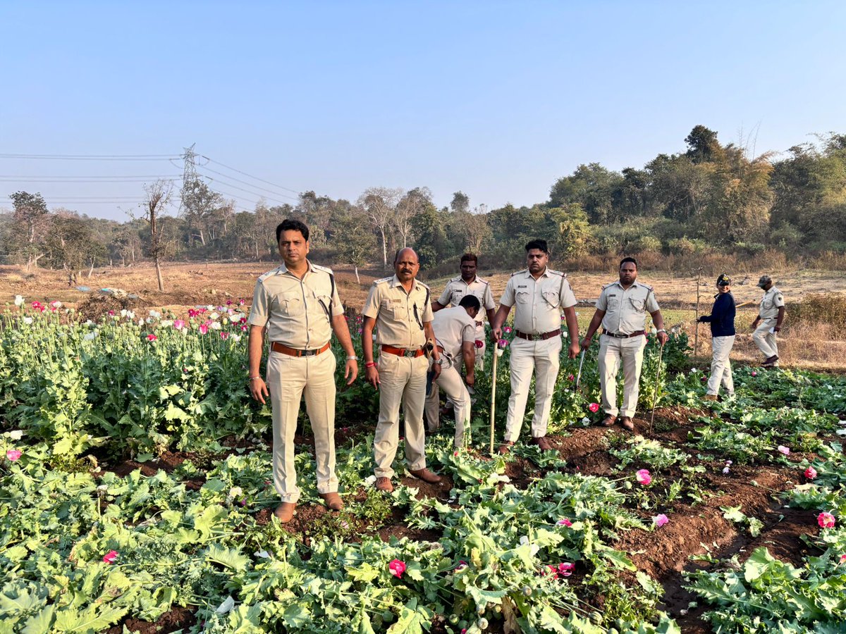 SambitRout18's tweet image. କଟକ ଜିଲ୍ଲା ଅବକାରୀ ବିଭାଗ, ନରସିଂହପୁର ତହସିଲଦାର ଏବଂ ଅଲରା ରାଜସ୍ବ ନିରୀକ୍ଷକ ଙ୍କୁ ନେଇ ଗଠିତ 40 ଜାଣିଆ ସ୍ୱତନ୍ତ୍ର ଟିମ ନରସିଂହପୁର ଅନ୍ତର୍ଗତ ଜୟଦାମଦରପୁର ମୁଣ୍ଡାସାହି ଠାରେ ଚଢ଼ାଉ କରି 1ଏକର ଜଗରରୁ 43,750 ଗୋଟି ଅଫିମ ଗଛ ଜବତକରାଯାଇଭି 6ଜଣ ଗିରଫ। ଜବତ ଅଫିମ ଗଛ ର ଆନୁମାନିକ ମୂଲ୍ୟ 21,87,50,000
#Opium #ExciseRaid