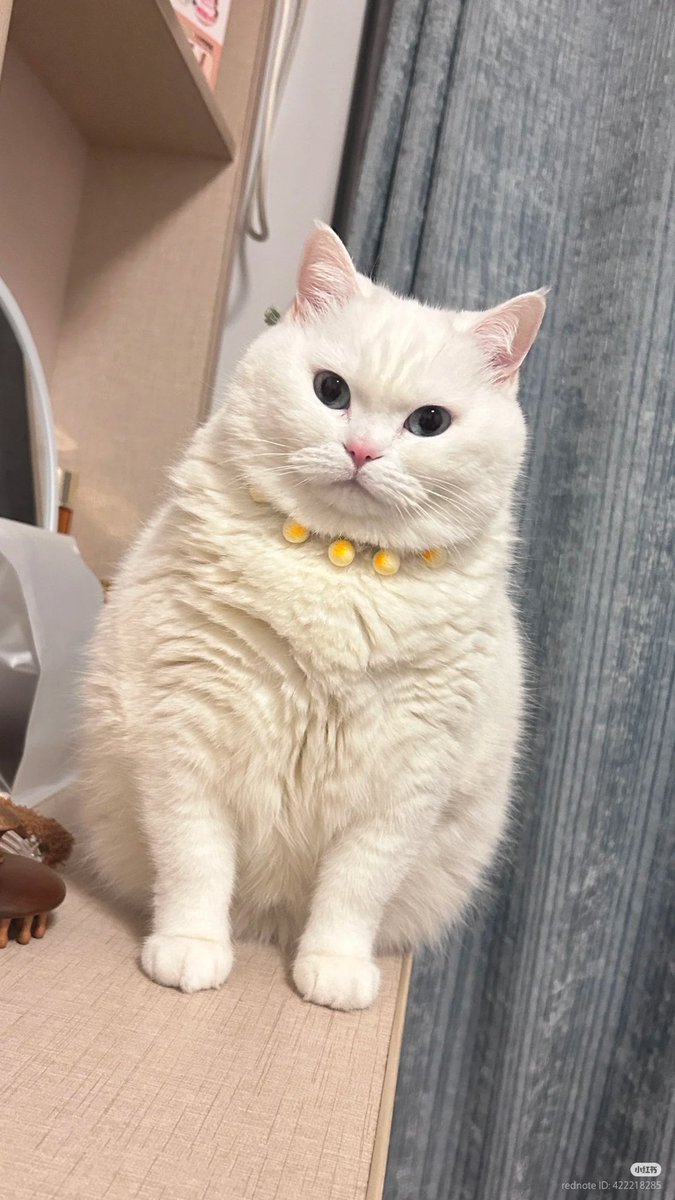 nocontextscats's tweet photo. Chonk https://t.co/2zntIhe4ZN