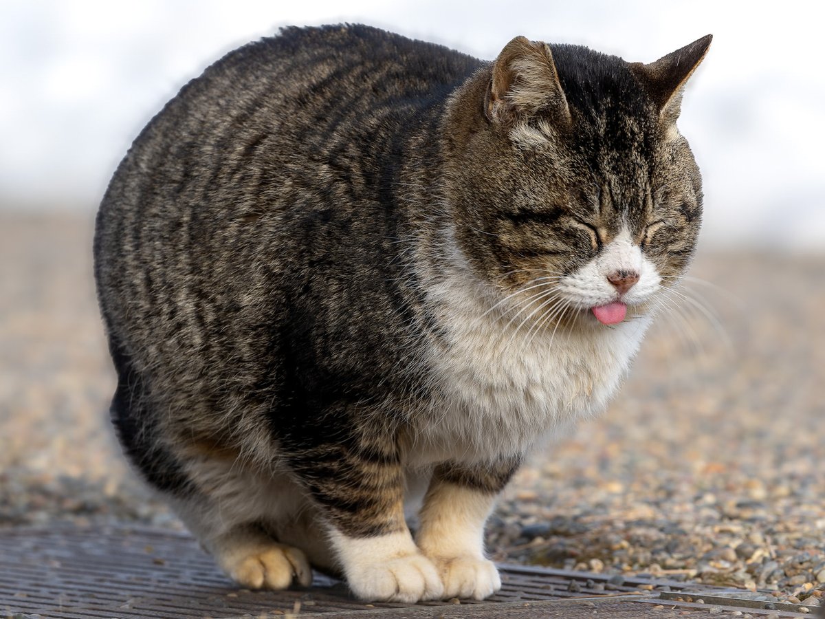 国華山 高龍寺 tweet media