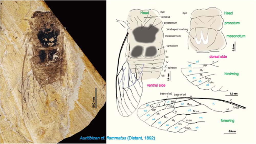 Paleont_Res's tweet photo. PR PUB. INF.
Large cicada fossil (Cicadidae, Cicadinae, Tacuini) from the Middle Pleistocene Shiobara Group, Nasushiobara, Tochigi, Japan
Hiroaki Aiba, Masami Hayashi
https://t.co/XhfbEYYIka https://t.co/ek3IbHmU0l