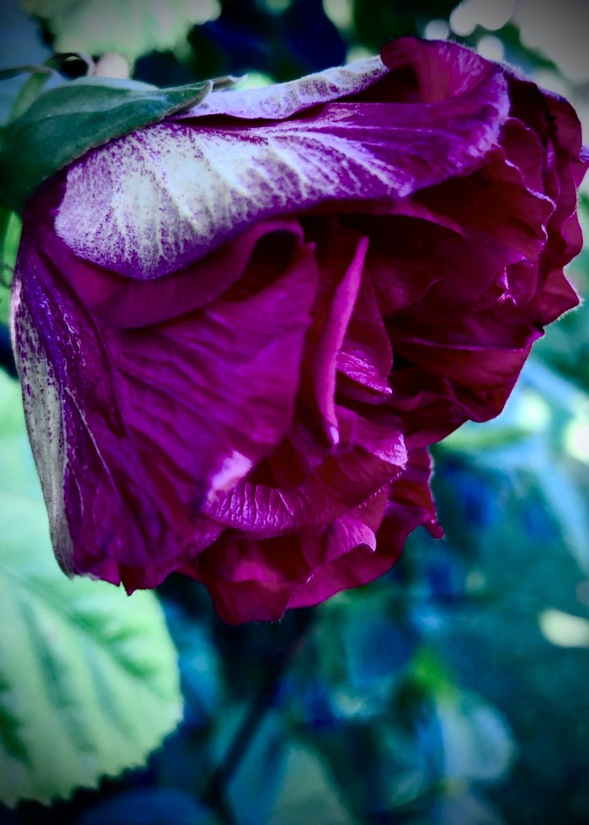 PetalWitness's tweet image. It turns away from the noise.

Depth chooses shadow over display.

The bloom keeps its strength folded.

#QuietIntensity #HeldLight #InnerBloom

Original writing 
— Petal Witness