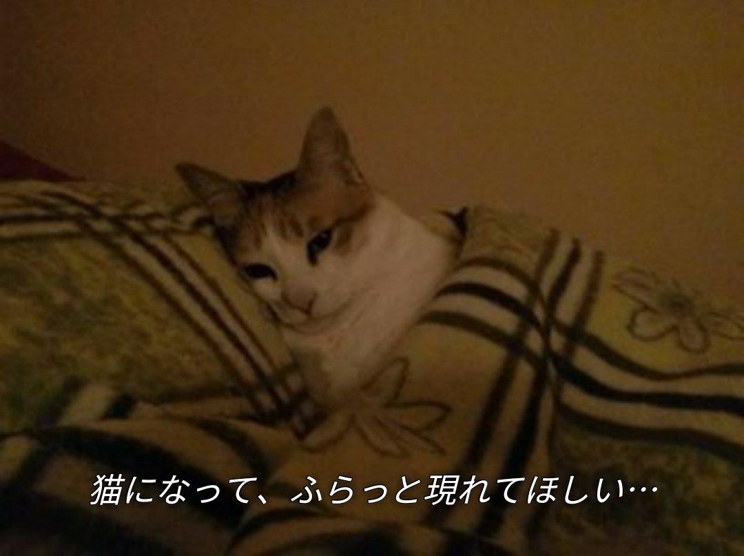 すみれ tweet media