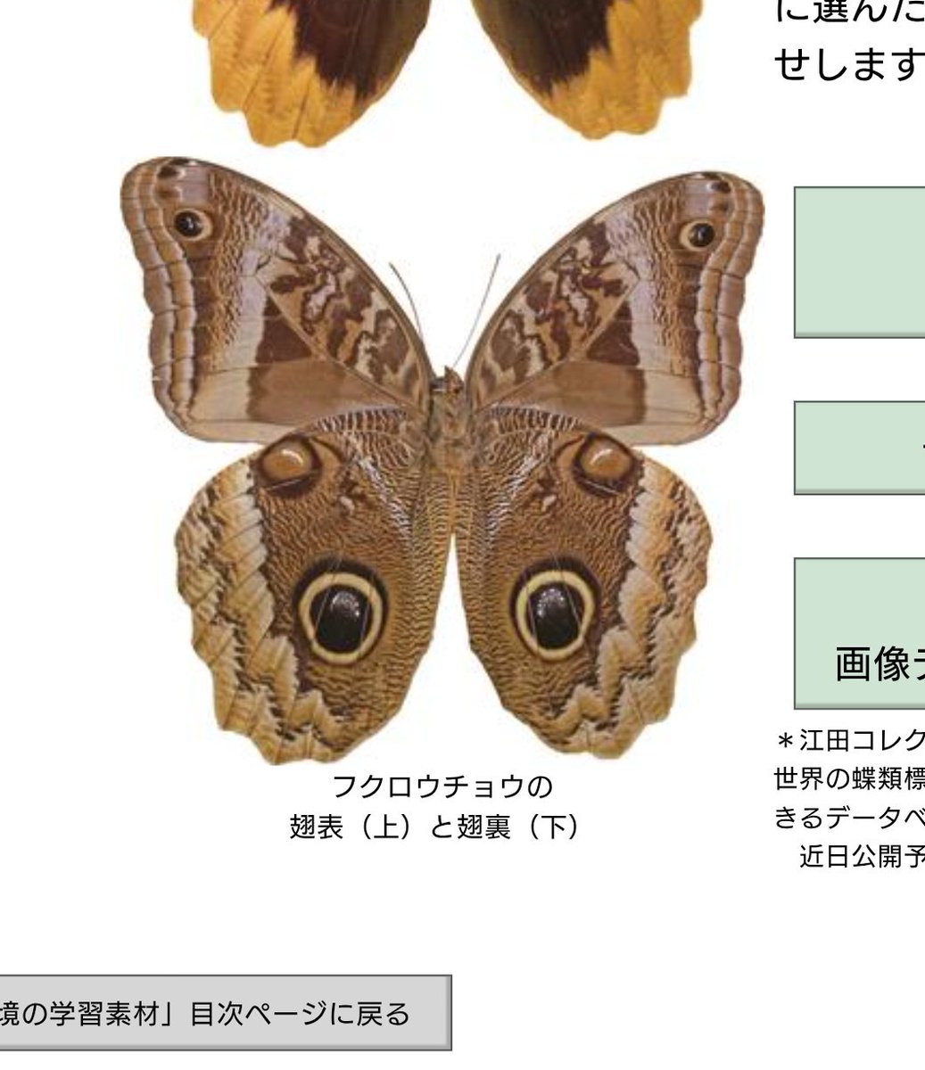 今回のニャンさんはこれかな↓ ひとはくのびっくり昆虫標本箱「美しき