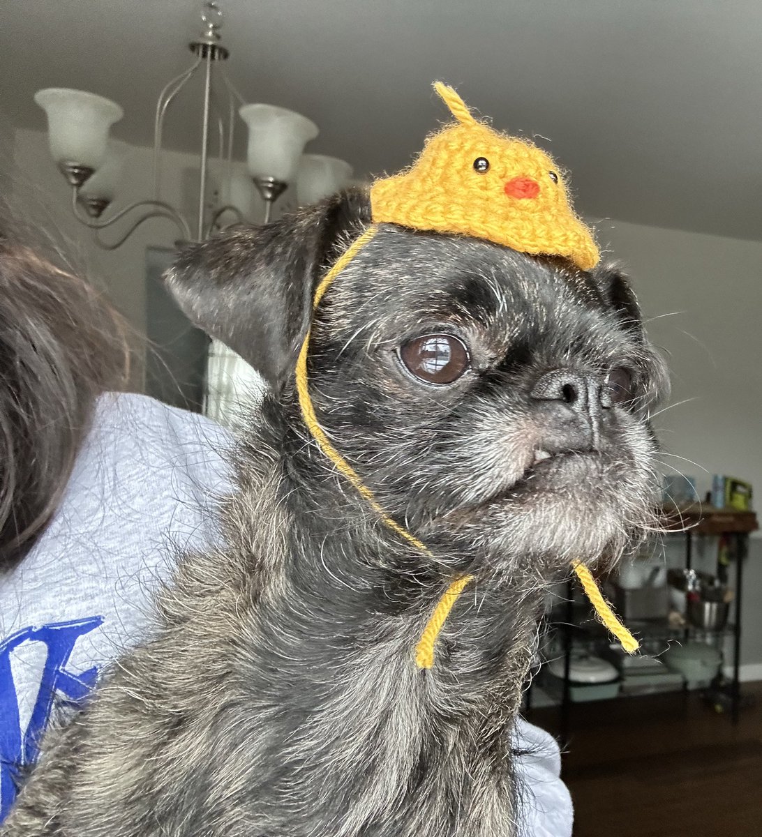 ilyFlicker's tweet photo. @Garrett_Watts Meet Peppercorn, who is the main character in our household. She’s obsessed with cheese 🧀 (the funkier the better) and we like to think she would have a successful career as a cheese monger if given the chance. Got her from  my parents (their dogs had babies). https://t.co/Hujt12oiXA