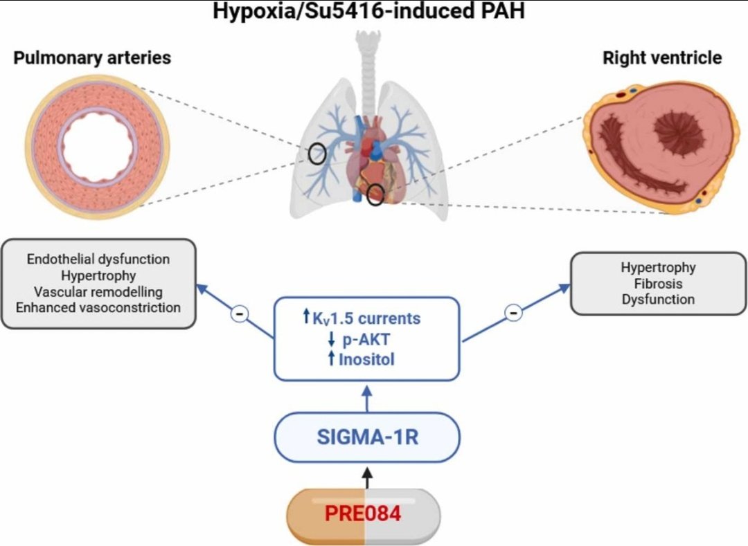 🚀 New publication from <a href="/PPVessels/">Pharmacology of Pulmonary Vessels</a>!

Targeting the σ-1 receptor with PRE084 👨🏻‍🔬 improves cardiopulmonary function in #PAH 🫁 — opening new therapeutic possibilities 💊👨🏻‍⚕️

🔗 sciencedirect.com/science/articl…

<a href="/fundacionhp/">Fundación contra la Hipertensión Pulmonar</a> <a href="/FarmaMed_UCM/">FarmaMed_UCM</a> <a href="/unicomplutense/">Complutense</a> <a href="/CIBER_ISCIII/">CIBER ISCIII</a> <a href="/CICbiomaGUNE/">CIC biomaGUNE</a>