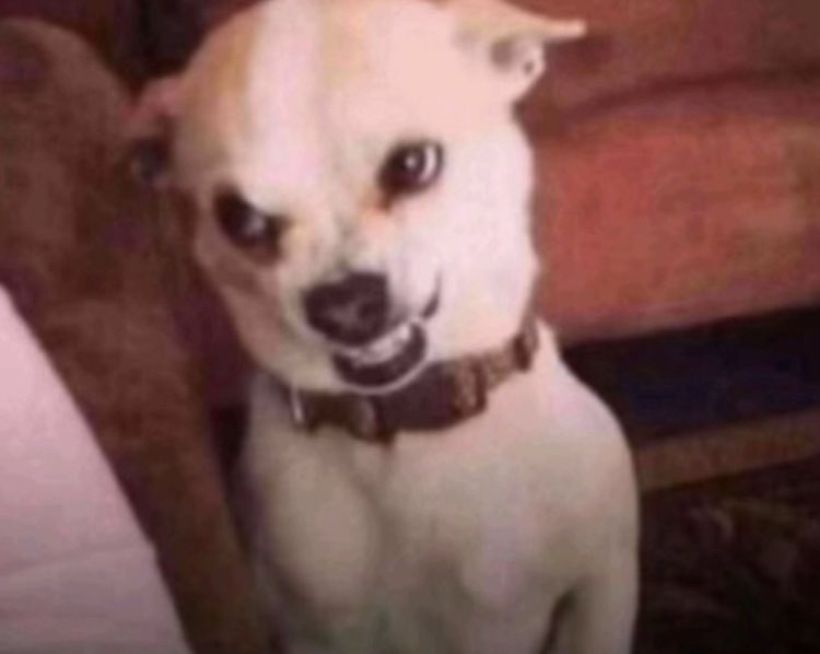 Evil😈_Steph💔🤡 tweet media