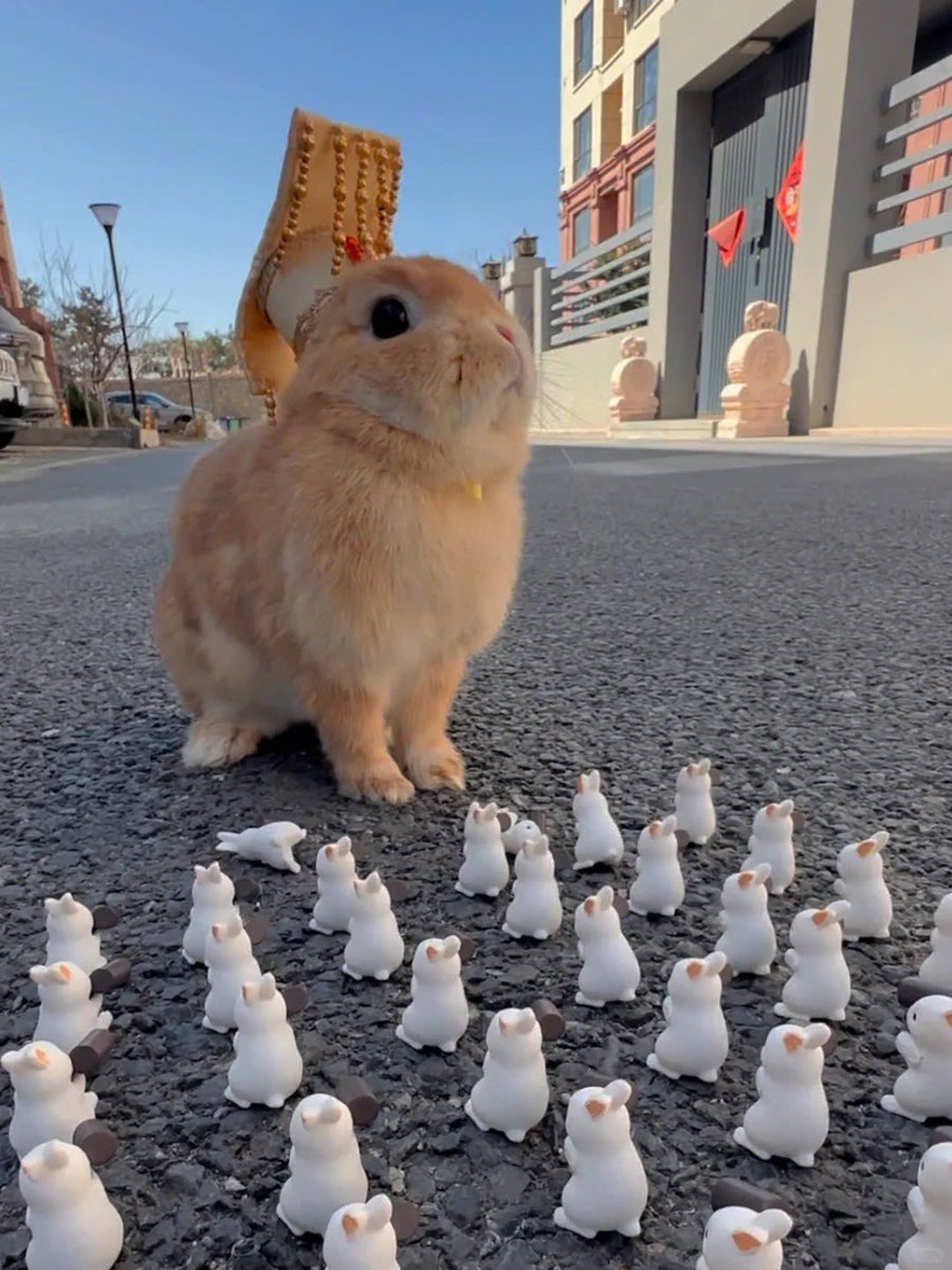 ShouldHaveRabit's tweet image. 