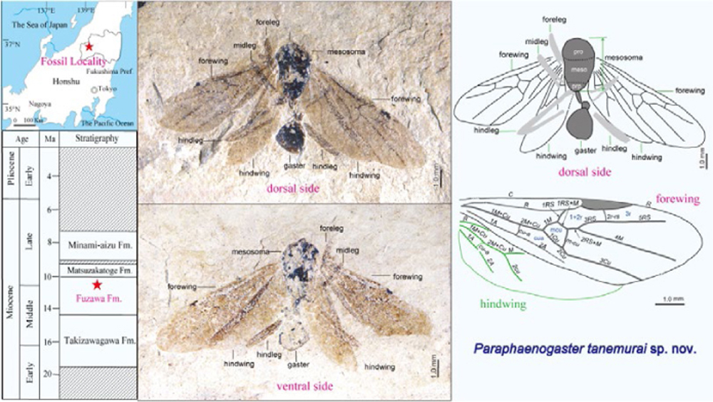 FossilJapan's tweet photo. PR PUB. INF.
A new fossil ant (Hymenoptera, Formicidae) from the Middle to Late Miocene Fuzawa Formation in Tadami Town, Fukushima Prefecture, Japan Group, Nasushiobara, Tochigi, Japan
Hiroaki Aiba, Hiroaki Inose
https://t.co/Waud62A6D3 https://t.co/5MGTqjpVIL