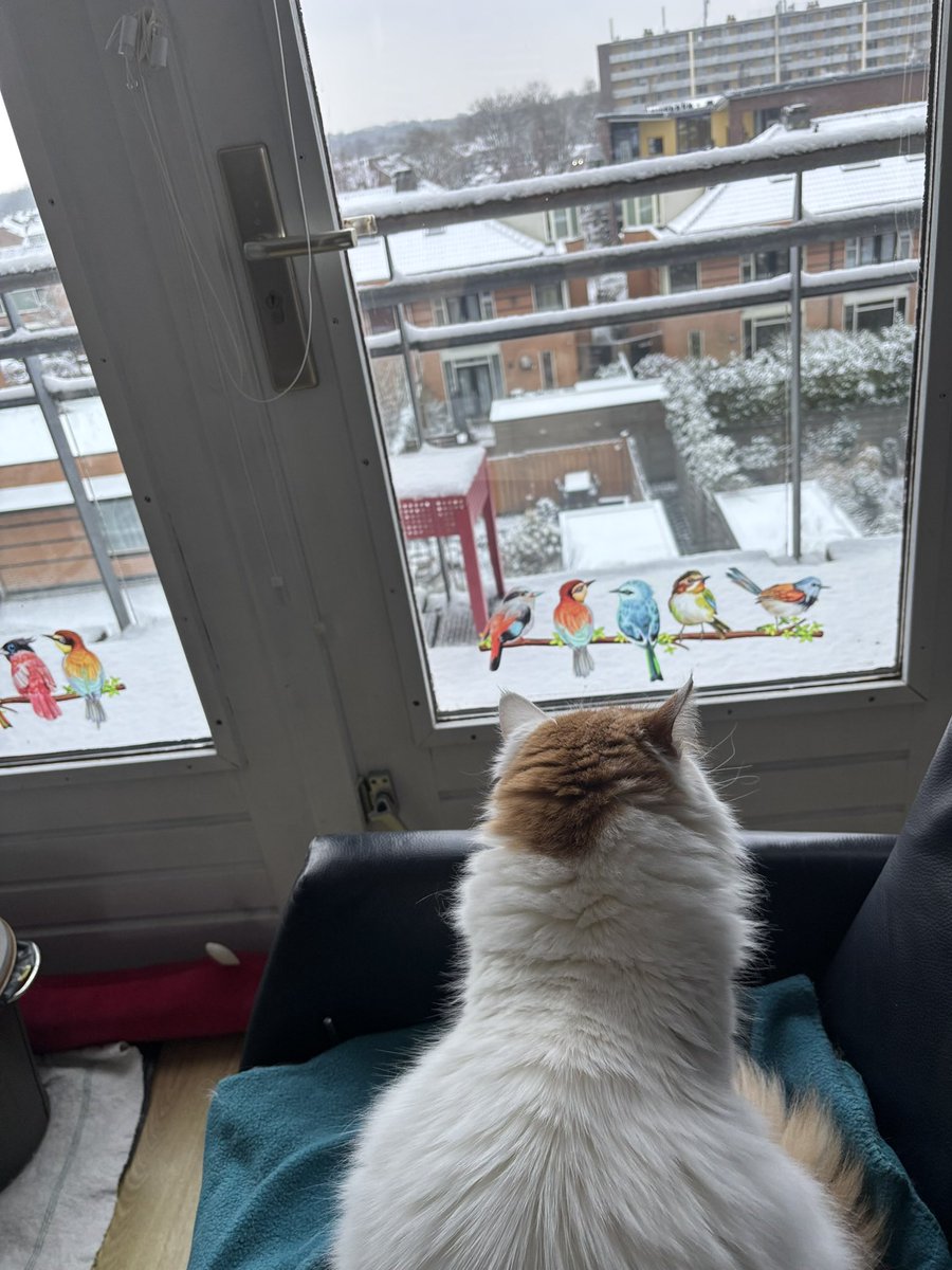 van_pamuk's tweet photo. @Jootjedekat @Charlie_met_i_e @Charlie_met_i_e #WinterCatolympics #Simontrofee
Pamuk bekijkt de sneeuw alleen door het raam bij haar vogeltjes https://t.co/LfhDU32afl