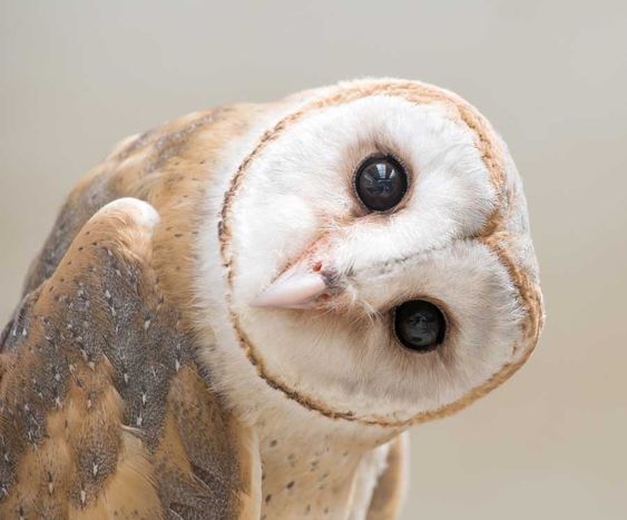 I get why barn owls freak people out but guysssssss this is literally Ekko I'm sorry look at this cutie face 
He looks like an apple slice