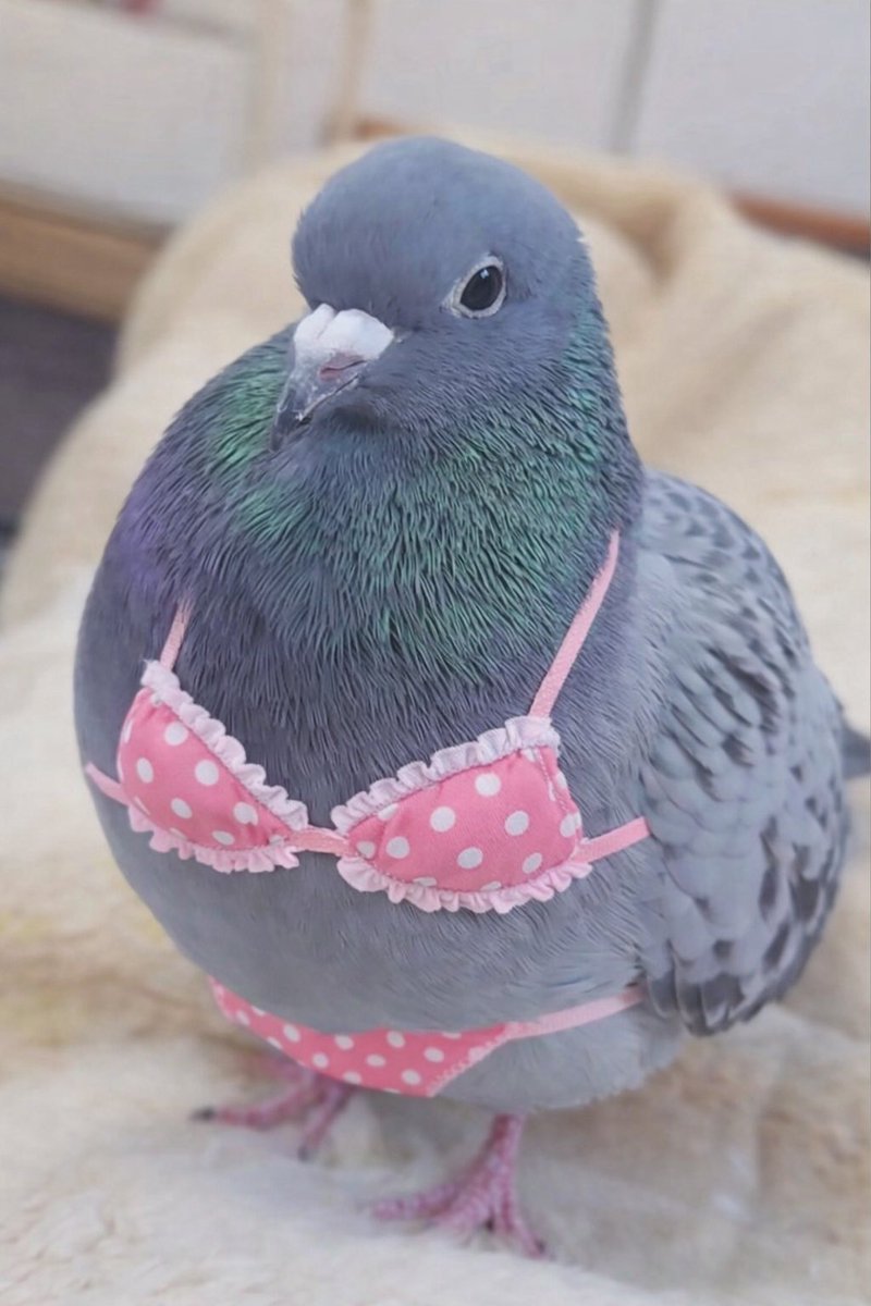 リスペクト👙

しかしミニチチバト

#鳩のはとのちゃん