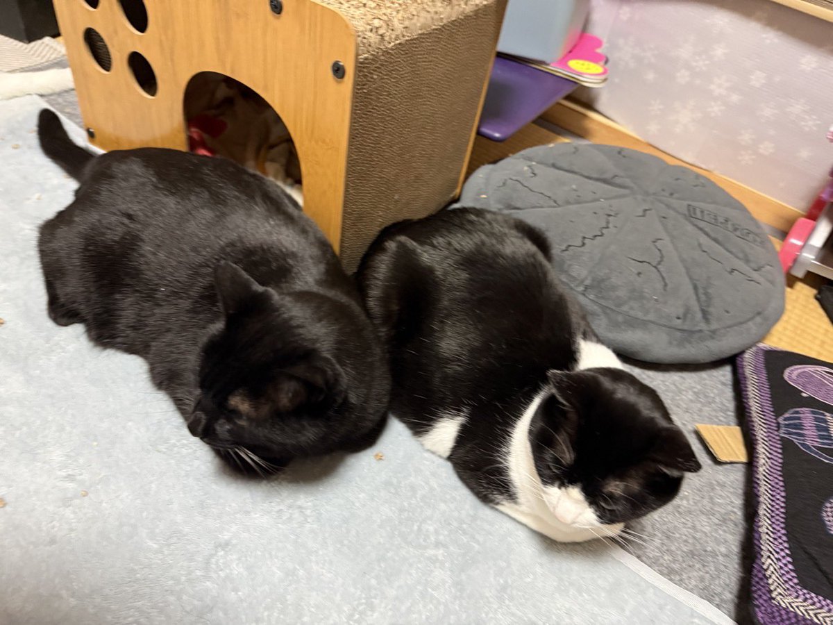 どちらなんて、言わせにゃい！！