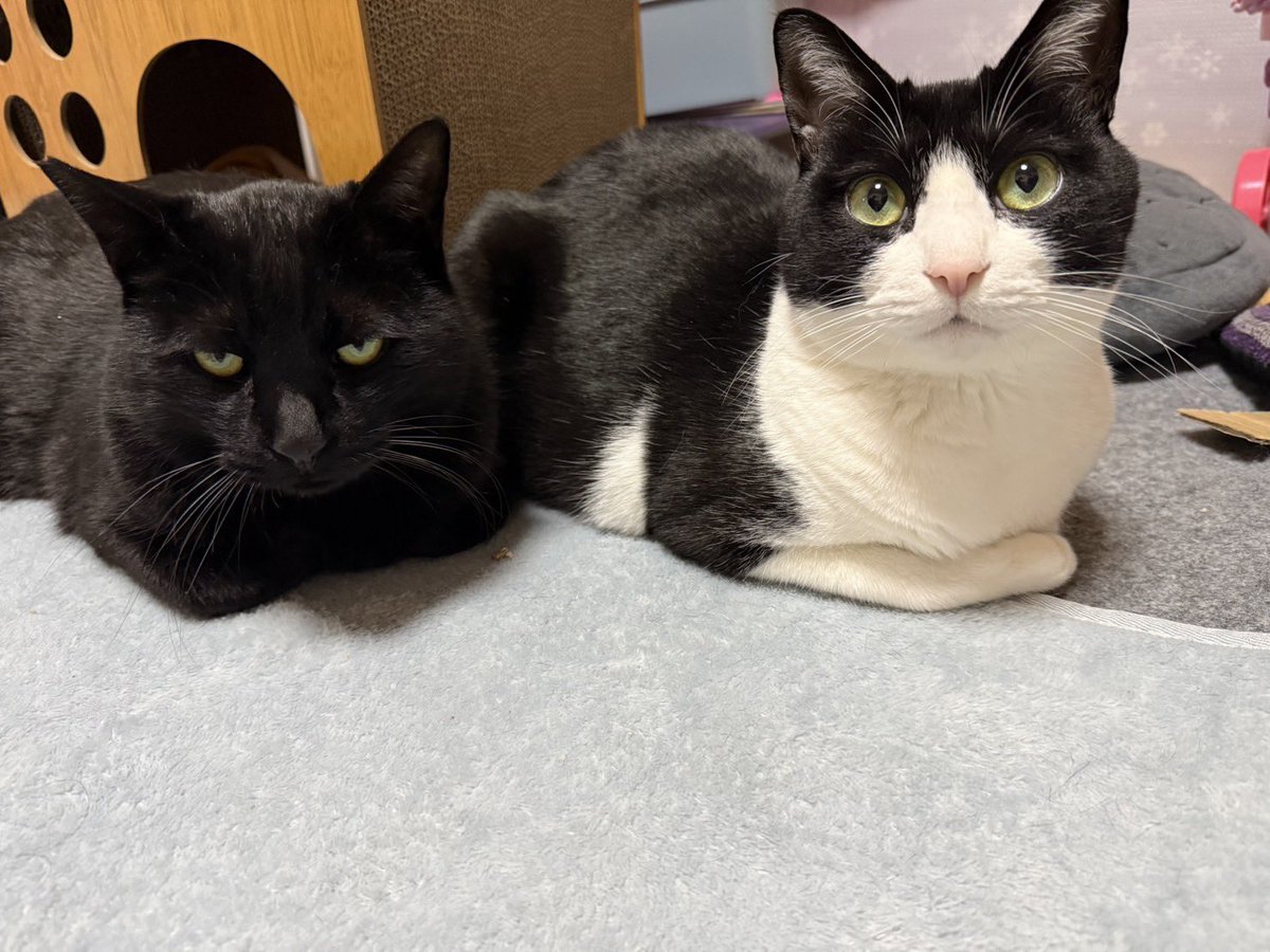 どちらなんて、言わせにゃい！！