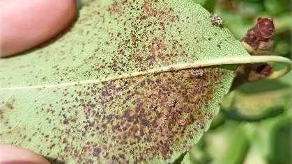 Vida Rural tweet media