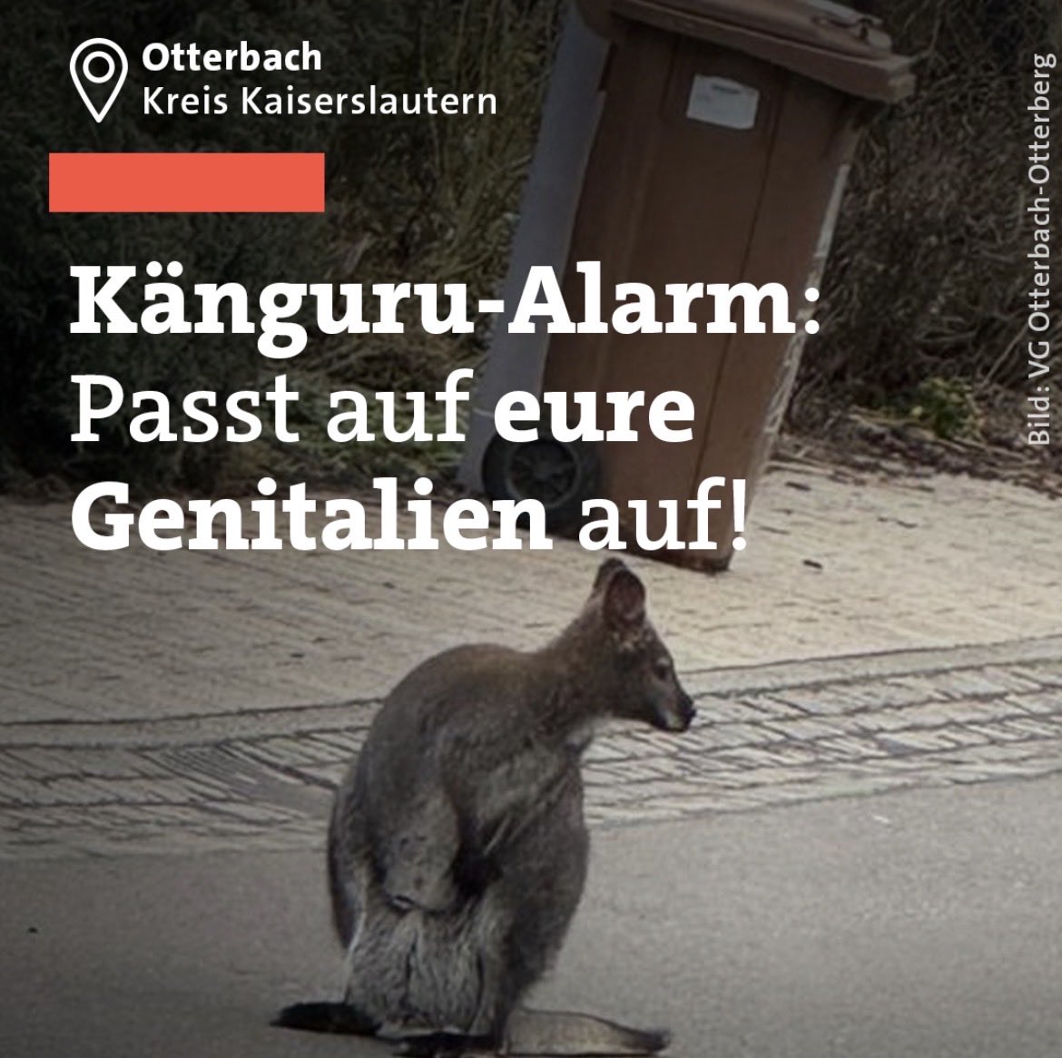 jetzt geht’s den Lauternschweinen an den Kragen