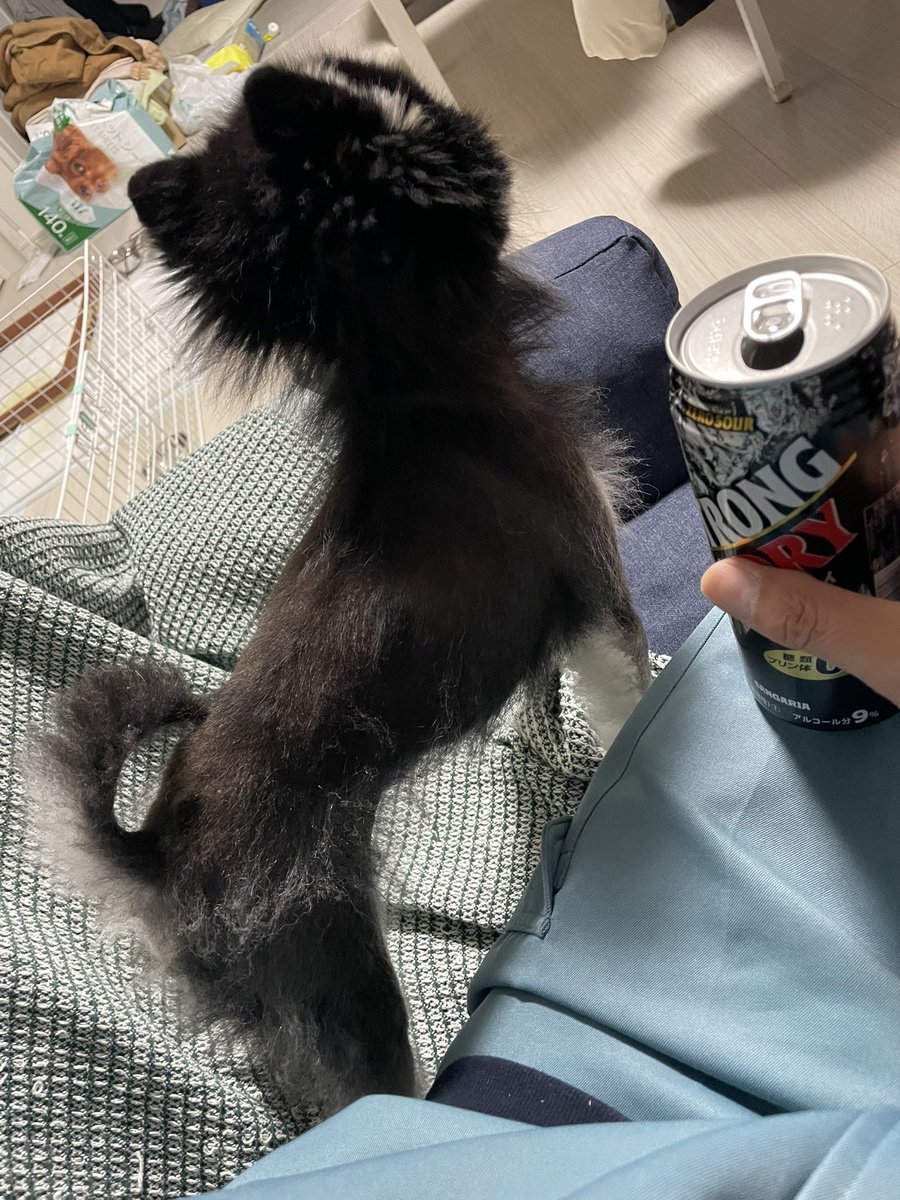 クロムシ毛虫a.k.a.クロンボウ #ポメラニアン 🐶 チンパンジー系と思い