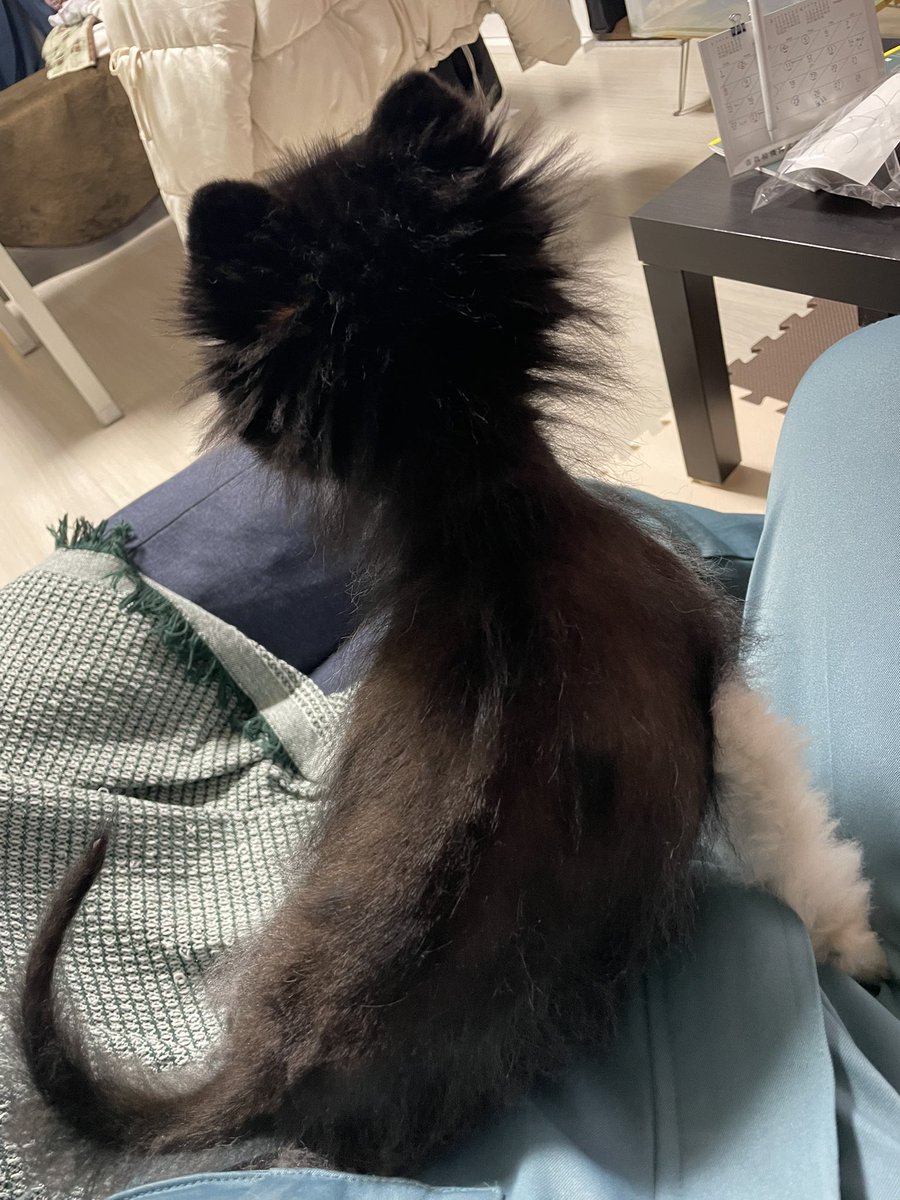 クロムシ毛虫a.k.a.クロンボウ #ポメラニアン 🐶 チンパンジー系と思い