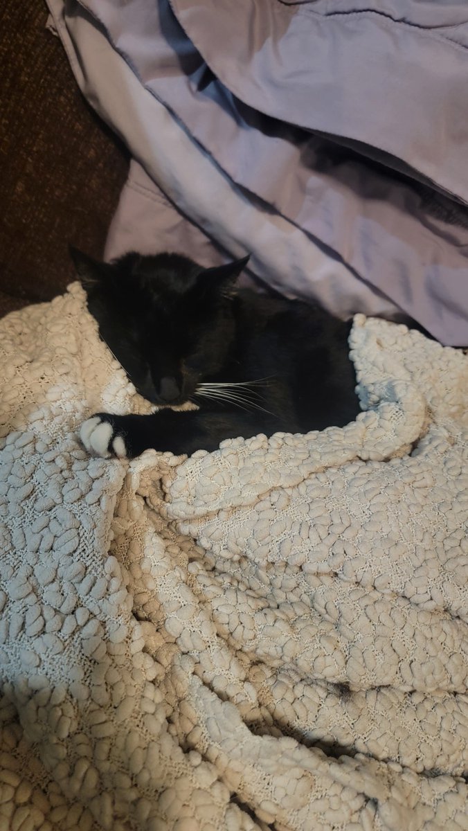 DJShagner's tweet photo. @JacksonGalaxy this is a stray cat we let into our house her name is biscuits were wondering what to do with her because we have a dog who grew up with a cat https://t.co/lKelr4Natq
