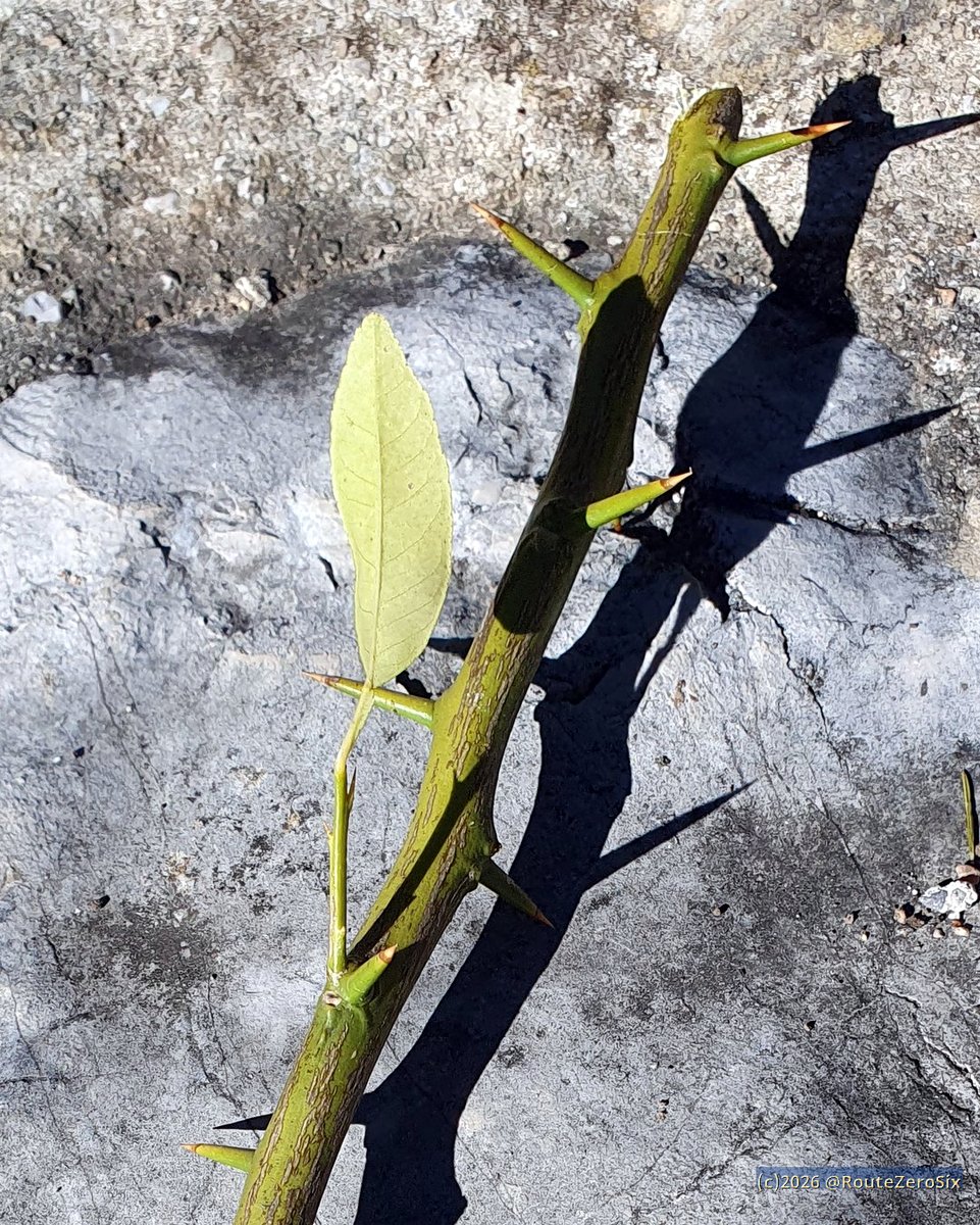 routezerosix's tweet photo. Les sympathiques épines de 2 cm du citronnier 🥴

#citronnier  #lemon #feteducitron https://t.co/mvo9L48N0H