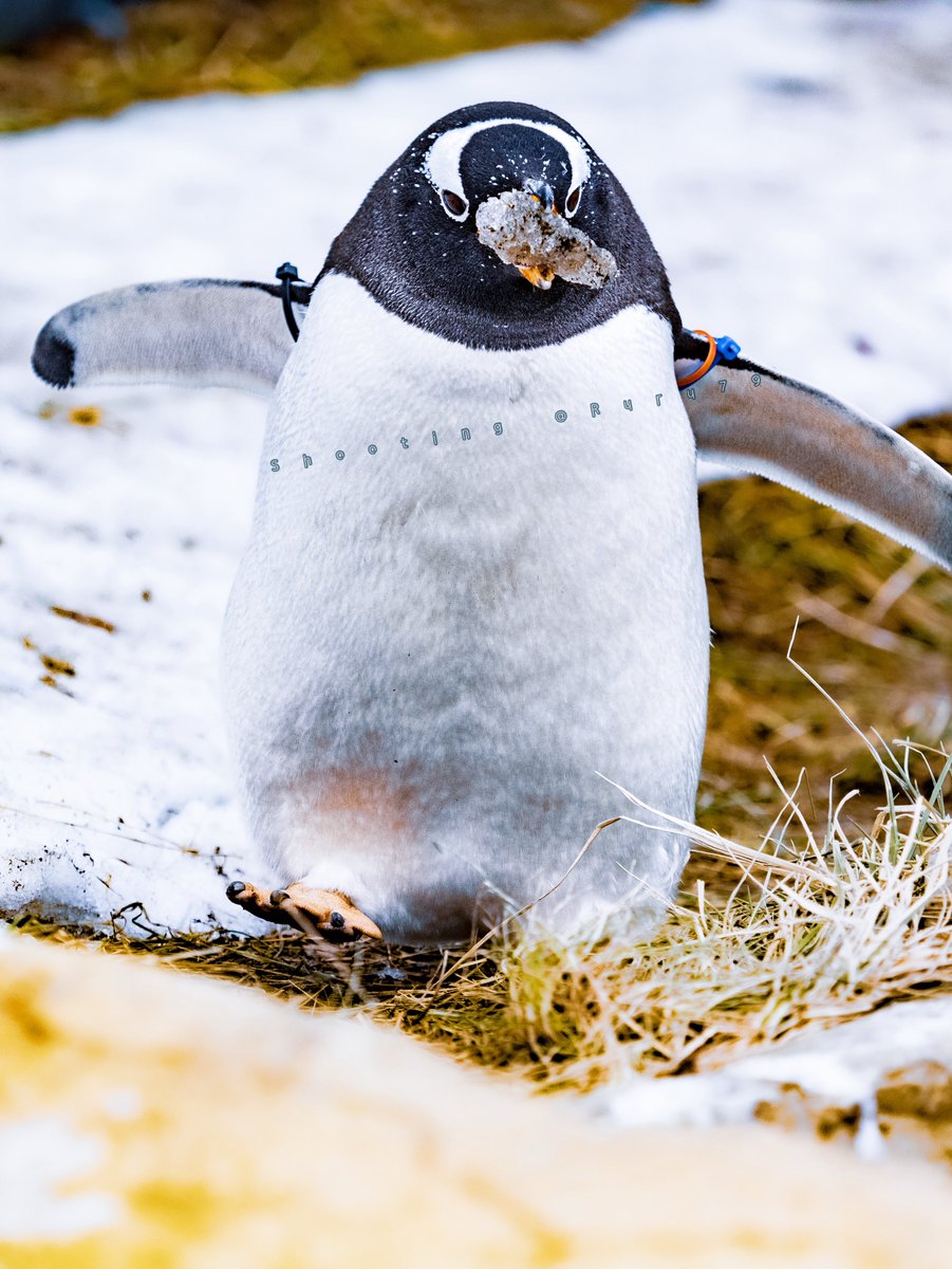 るるなっく (@ruru79) / Posts / X