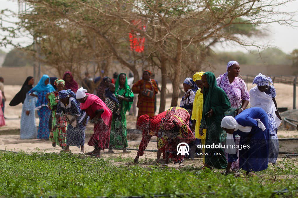 merhabafrika's tweet photo. Türk İşbirliği ve Koordinasyon Ajansı (TİKA), #Senegal'de Batı Afrika Kadınlar Derneği (AFAO) işbirliğinde, 5 kadın kooperatifinin kullanımı için 3 hektarlık sebze meyve bahçesi kurdu.

3 hektarlık alanda kurulan tarım arazisi, güneş enerjisi sistemiyle çalışan su kuyusu, modern sulama sistemleri ve gerekli tarım ekipmanlarıyla donatıldı.

Doğrudan 200'den fazla kadına istihdam sağlayacak projeye ilişkin düzenlenen törene TİKA Dakar Koordinatörü Tanju Polat, AFAO Direktörü Khady Fall Tall ve kadın kooperatiflerinin temsilcileri katıldı.

Polat, proje ile Senegal'in üretim ve gıda güvenliği kapasitesinin artırılmasının hedeflendiğini, bunun yanı sıra bölgesel kalkınmayı da desteklediklerini dile getirdi. 

@TanjuPOLAT1074 
@Tika_Turkiye 
#AA