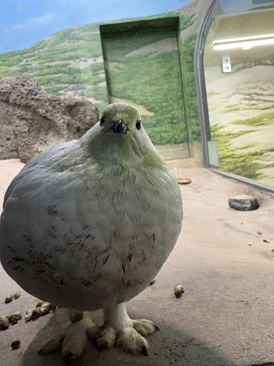 猫の尻派 tweet media