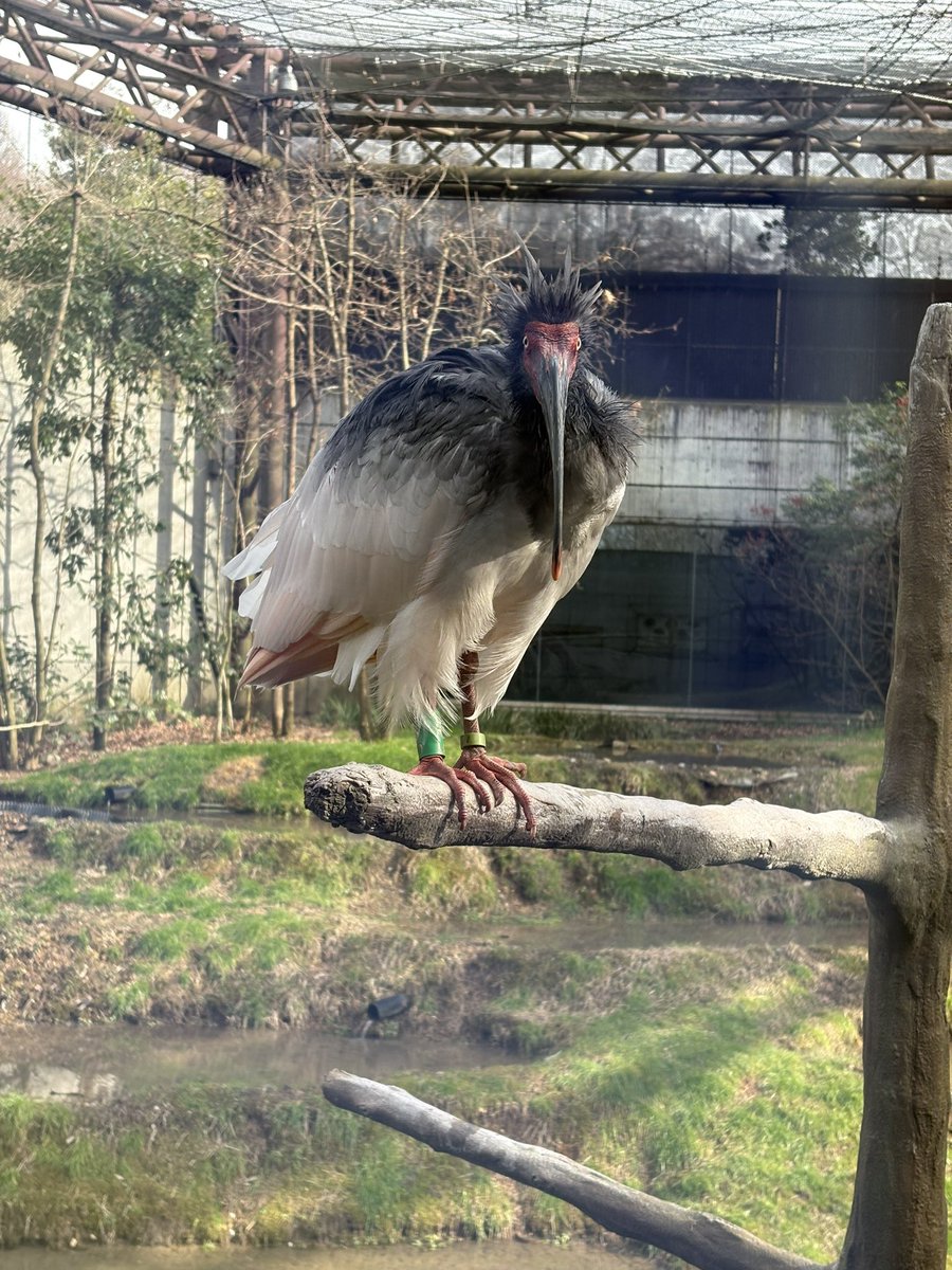 猫の尻派 tweet media