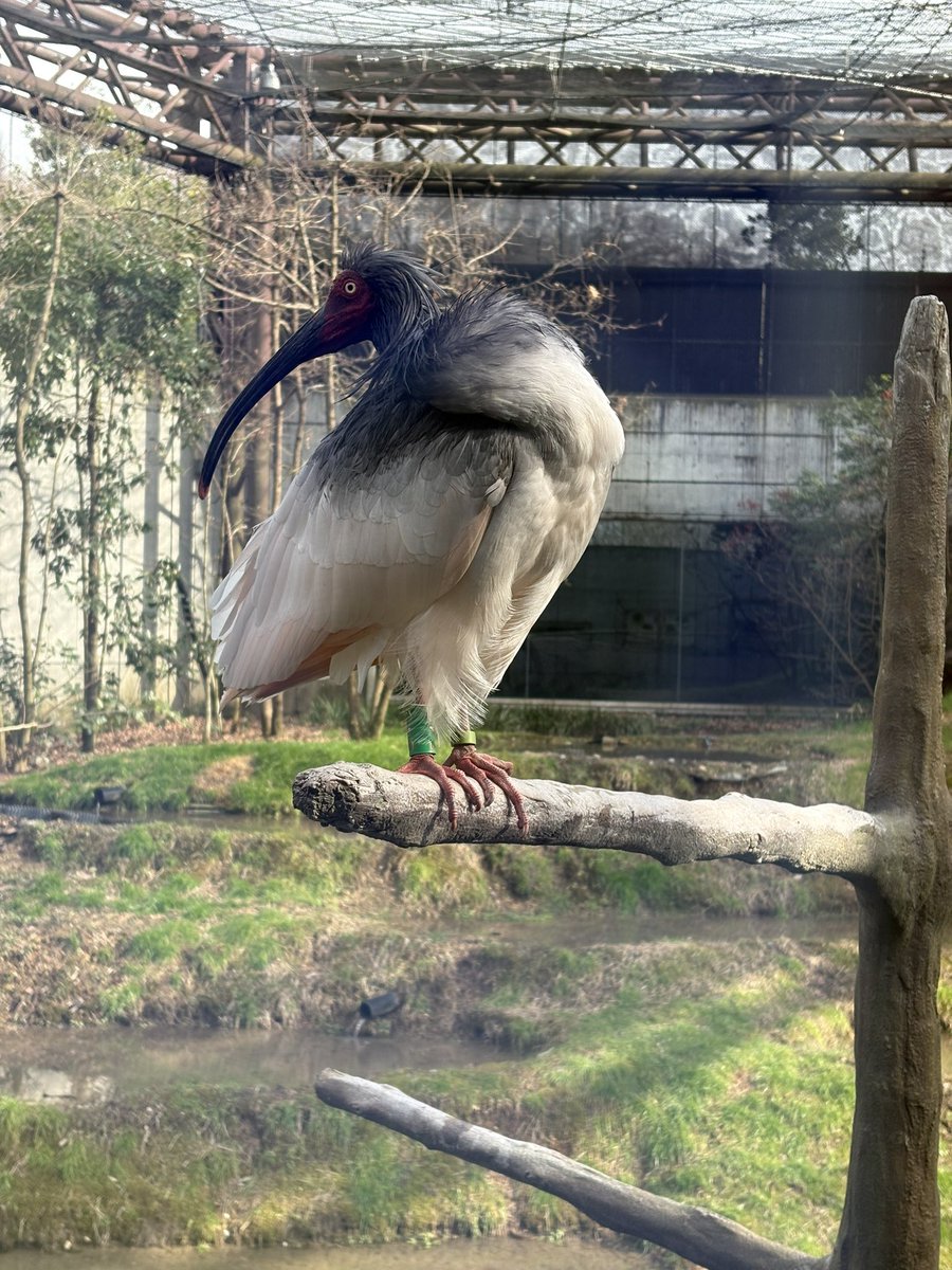 猫の尻派 tweet media