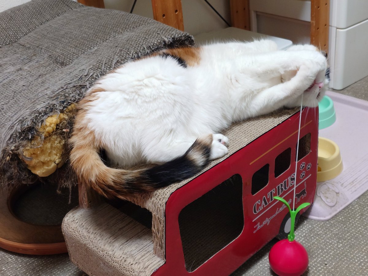 猫のいる暮らし