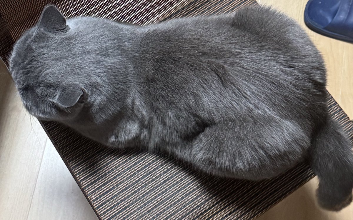这个是我朋友家的猫 我有时候觉得他特别搞笑 谐星来的