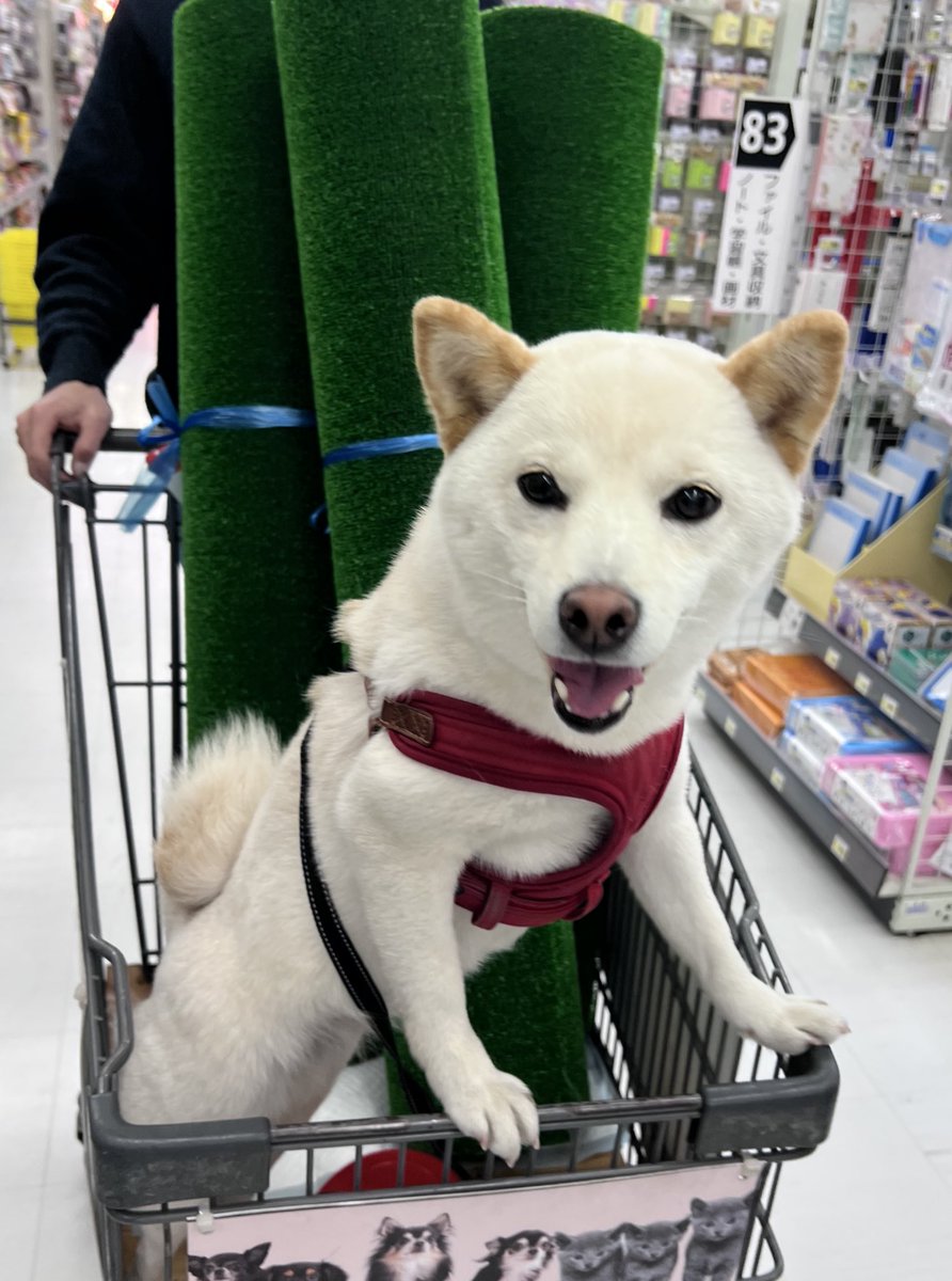 豆柴🐕エルとタケル (@niko71212202) / Posts / X