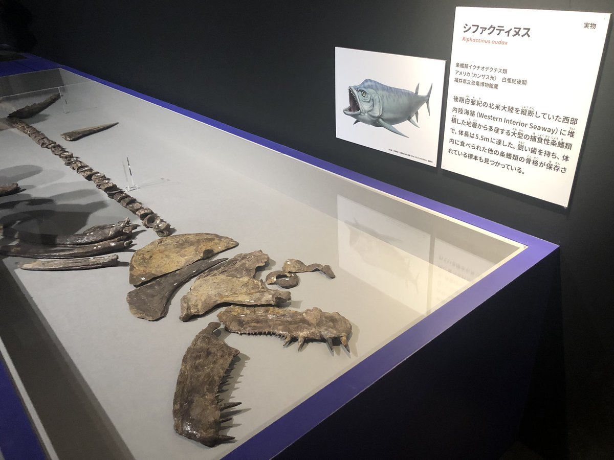 大絶滅展の個人的感動ポイント④ 白亜紀の超巨大魚シファクティヌスの