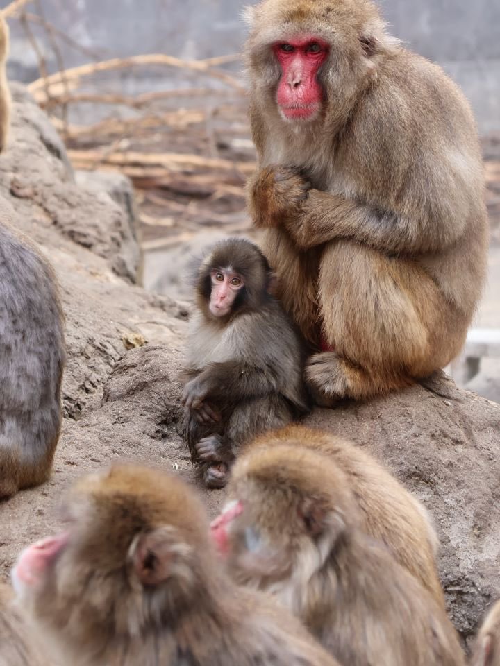 Sputnik Türkiye tweet media