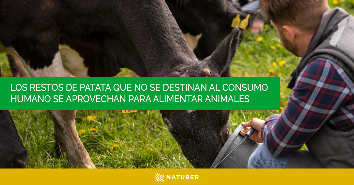 hijolusa's tweet photo. En Natuber aprovechamos los restos de patata que no se destinan al consumo humano para alimentar animales, evitando que se conviertan en residuo.
#SomosHijolusa #Natuber #Aprovechamiento https://t.co/Pxt5Ap6bmi