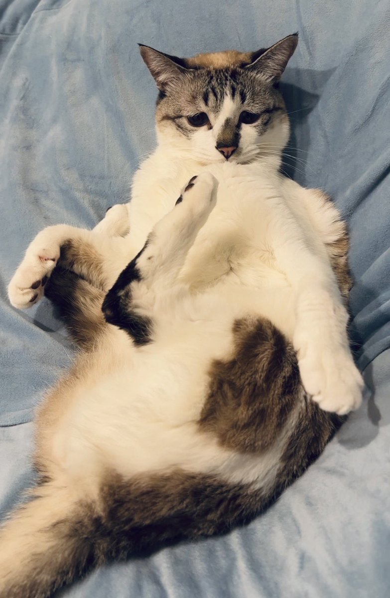 ぴえん猫ミント (@piennekomint) / Posts / X