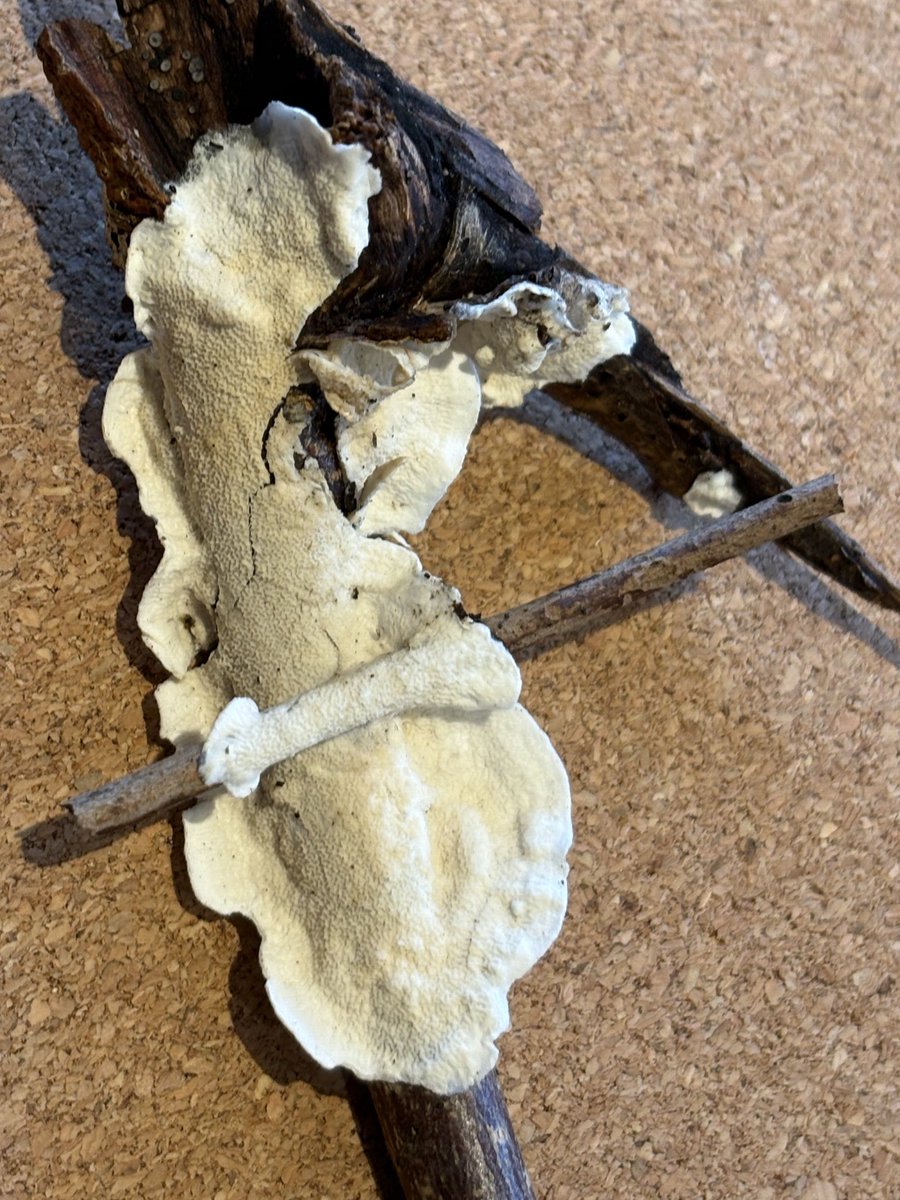 ChicksChange tweet media