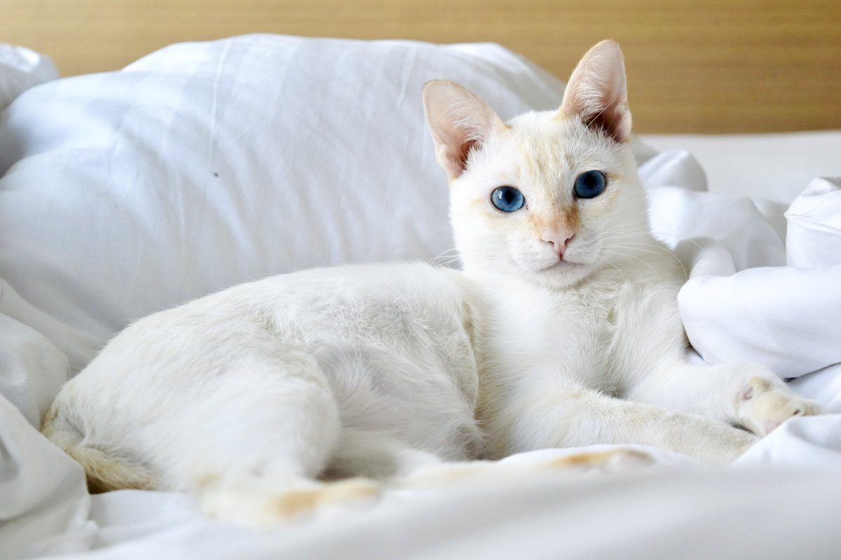 YOU2787's tweet photo. @CACAOCAT_ @a_kinokino 現在タイ在住、ラオスのお寺で保護された、しろすけ♂です🐈 https://t.co/AS8WOB6I38