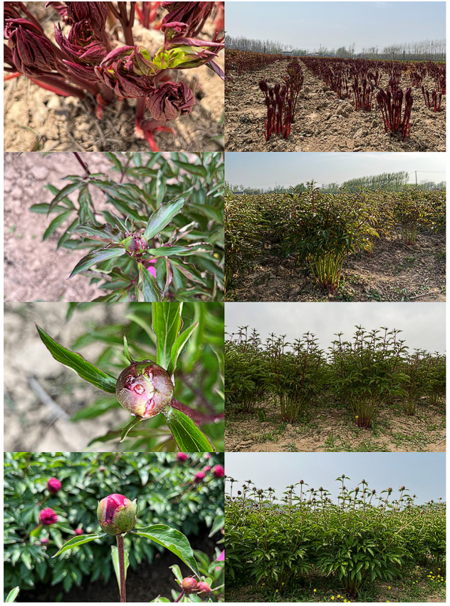 Plants_MDPI's tweet photo. 🌸 What controls nectar secretion in peony buds?
Specialized raised stomata & their aperture strongly correlate with nectar output across cultivars. Nectar likely derives from both photosynthesis & phloem transport
🔎 Read more: https://t.co/N3LgaWbwQd
#PlantAnatomy #Nectaries https://t.co/5qRZh6YO0a