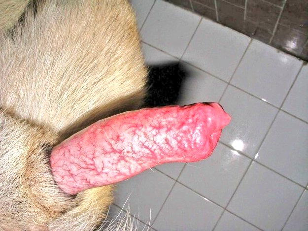CandydogknotinX's tweet photo. Unconditional love💕 in a furry🐾 package📥 with so much🐶 loyalty, love, and a whole lot😋 of sloberry kisses 😘 follow up on telegram💌
https://t.co/0CfxwmXZV2 💌 https://t.co/Ah33WCXZxH