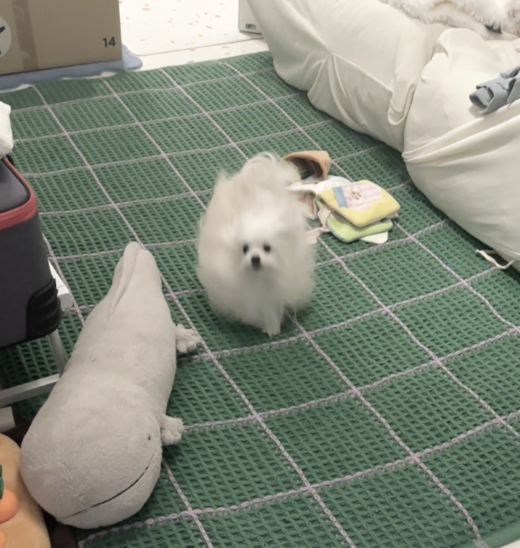 かわいーぬ (@kawai_nu_san) / Posts / X