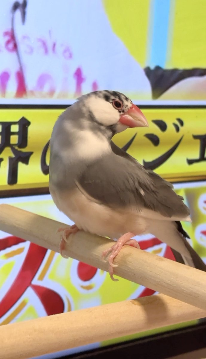 ふくちゃんの曲線美