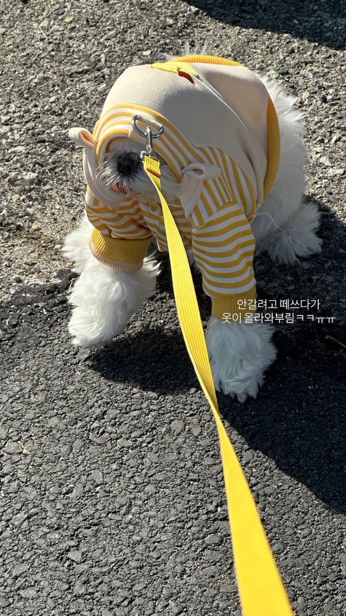 까꿍이 닉값 장난아니다

까꿍하는거야?