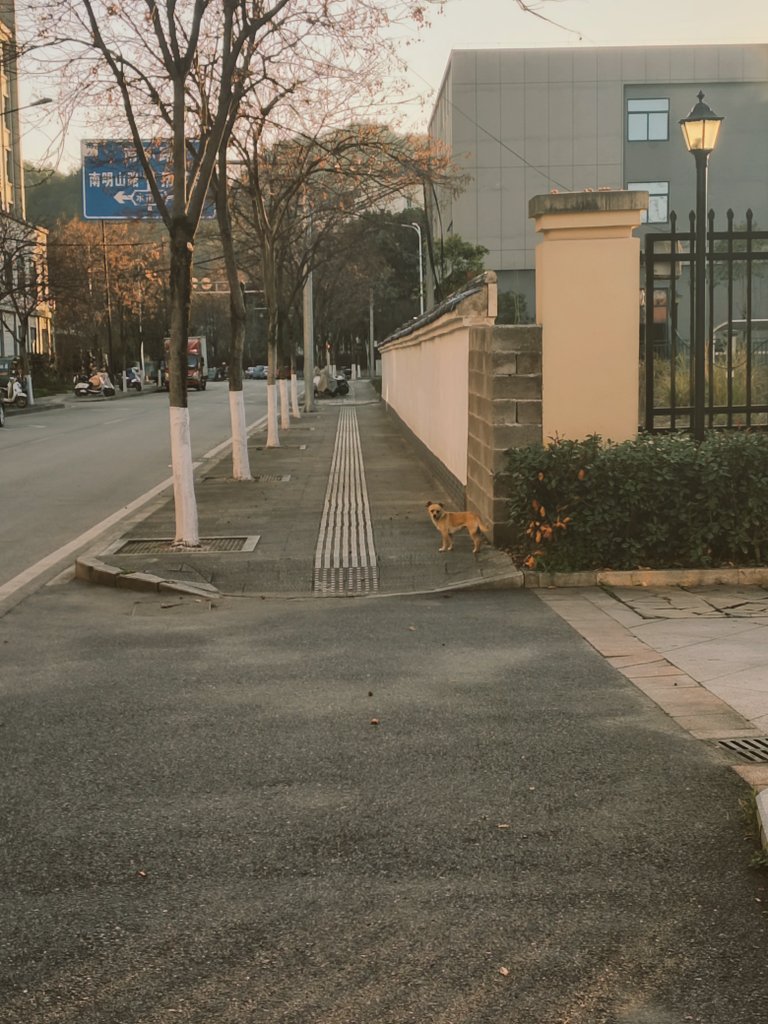 街で知らない犬に出会った
そして、一緒に街を歩いていた···
前を歩いてくれて、時々振り返って、ちゃんとついてきてるか確認して···
かわいい···