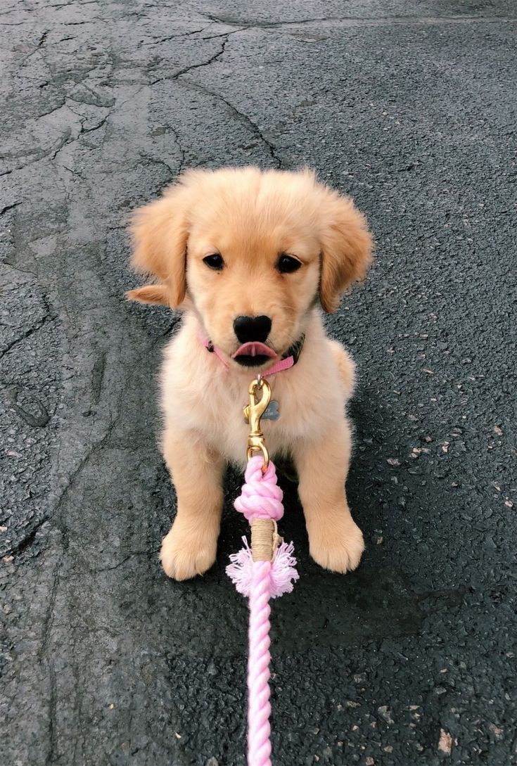 puppies video tweet media