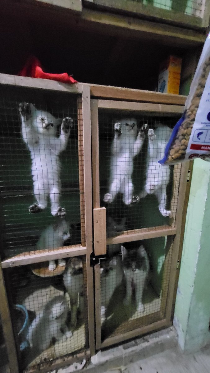 Kurombuloni 🍞 tweet media