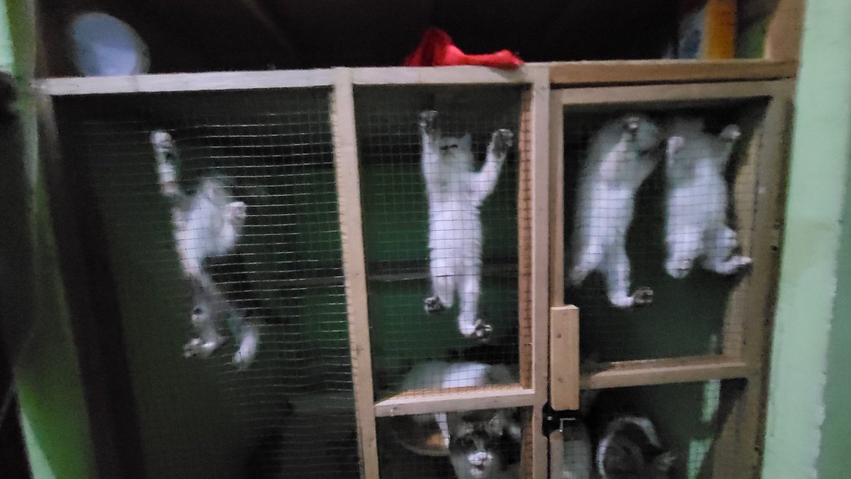 Kurombuloni 🍞 tweet media