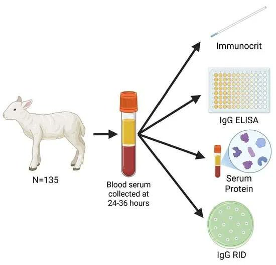 Ruminants MDPI tweet media