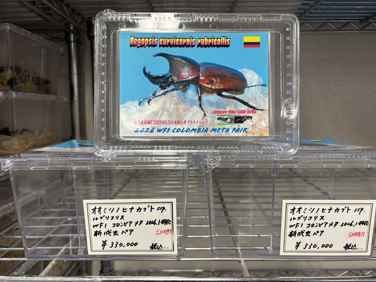 オオミツノヒナカブト 新成虫ペア